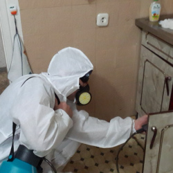 Дезинфекция от муравьев в квартире в Тимирязевском районе Москвы